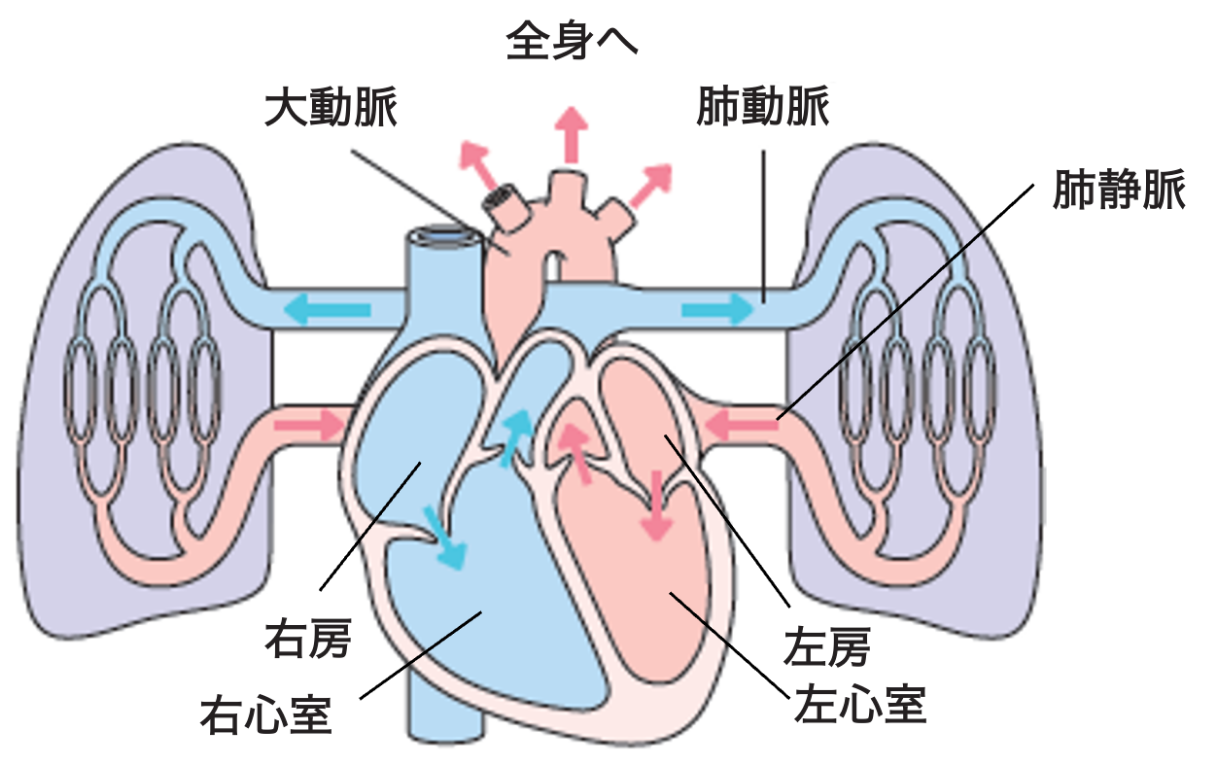 PHとは？