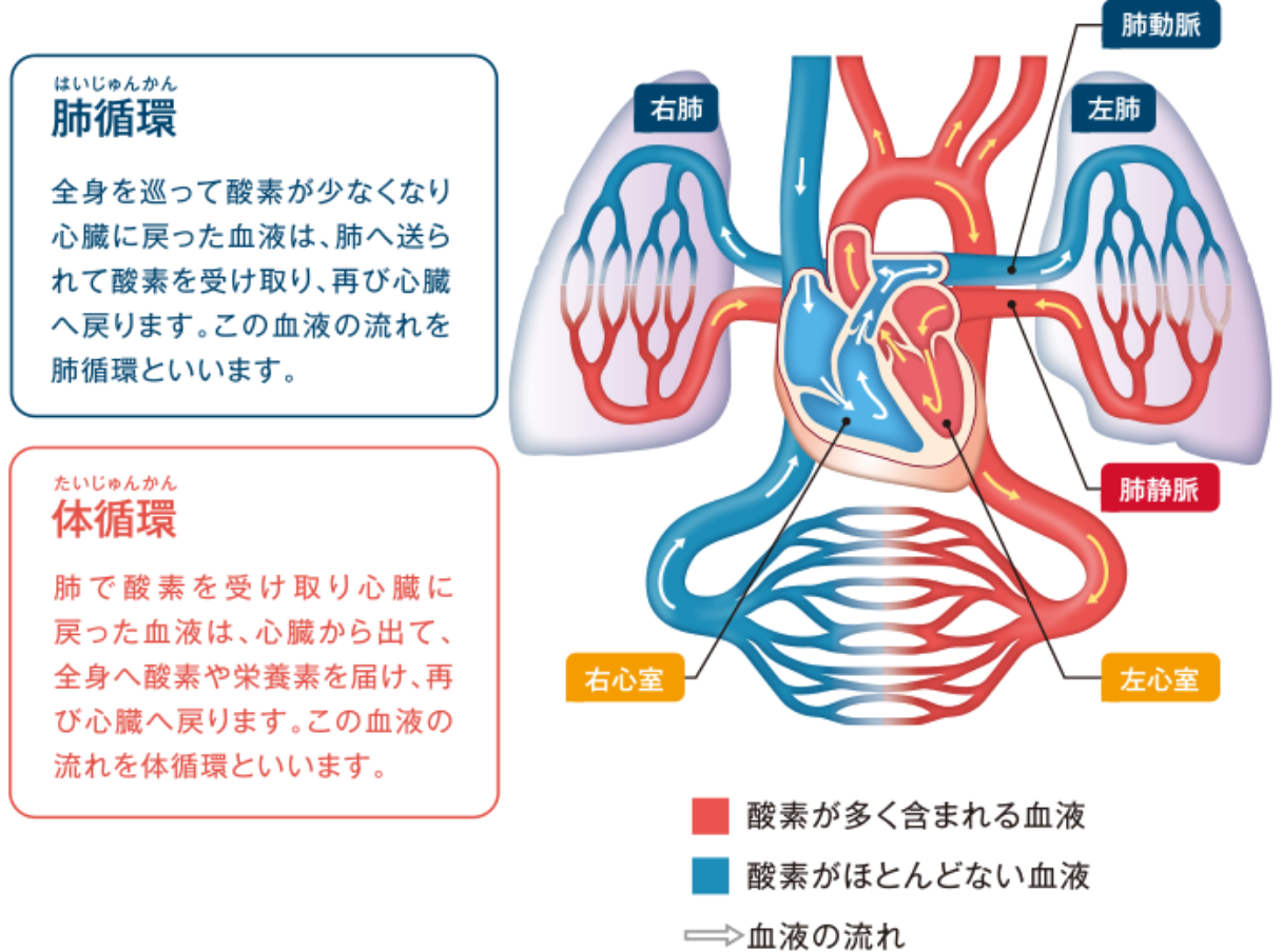 肺と⼼臓の関係