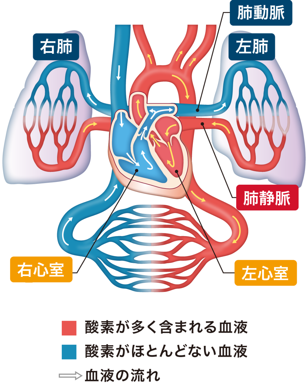 肺と⼼臓の関係