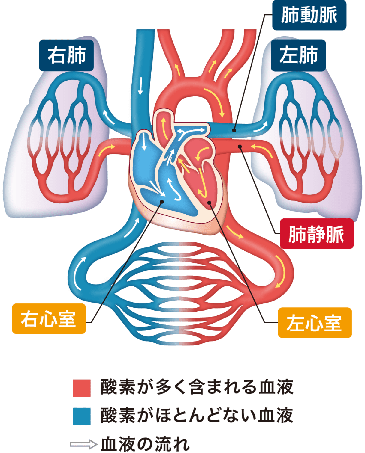 肺と⼼臓の関係